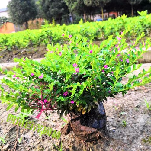 四川雪茄花