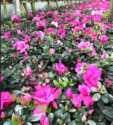 杜鹃花栽植图片