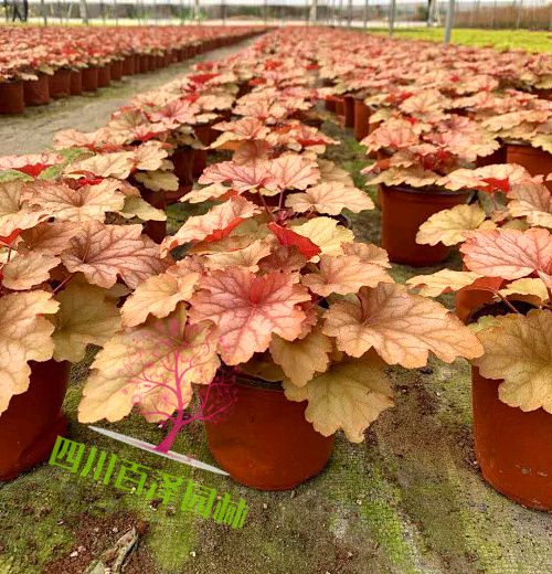 成都草花基地图片