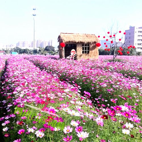 格桑花开花图片