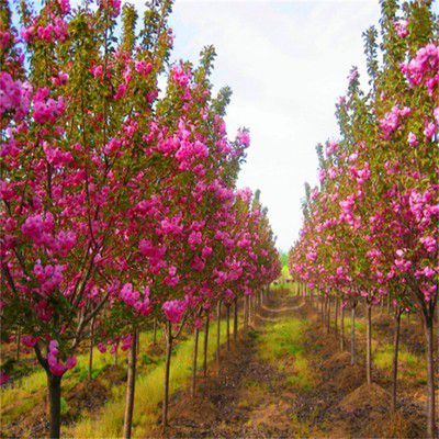 樱花基地图片